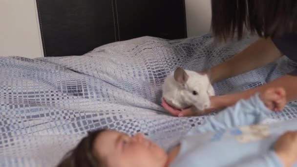 Mère enceinte couchée avec son bébé fils et chinchilla animal sur le lit de la chambre à coucher jouer et s'amuser - Asiatique mixte ethnicité enfant Garçon portant chemise de corps bleu avec sourire ours dessin animé — Video