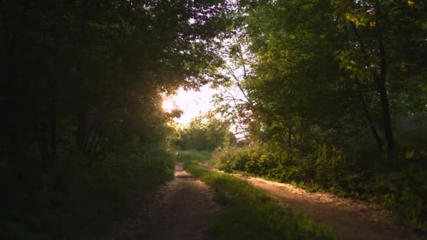 Sunset country off road with beautiful evening sun light rays, green leaf trees around - Nature is a great place to relax in the background — Stock Video