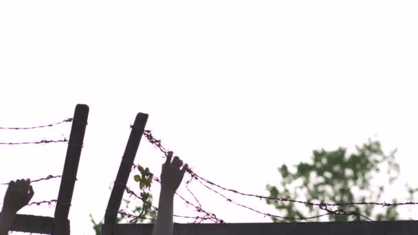Mujeres de las manos agarrando y agarrando - Valla de metal de alambre de púas en la puesta de sol de la hora dorada de la noche - Signo de jaula de peligro y sin libertad — Vídeos de Stock