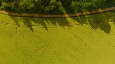 Güzel güneşli bir hava sırasında kolza alanının havadan üst görünümü - Arka planda parlak sarı renk ve karamsar gökyüzü