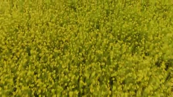 在美丽的阳光明媚的天气里，油菜籽场的鸟瞰图 - 背景中明亮的黄色和喜怒无常的天空 — 图库视频影像