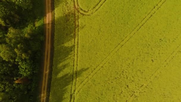 Vista aérea superior del campo de colza durante un hermoso clima soleado - Color amarillo brillante y cielo malhumorado en el fondo — Vídeo de stock