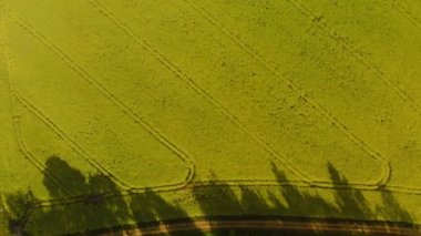 Güzel güneşli bir hava sırasında kolza alanının havadan üst görünümü - Arka planda parlak sarı renk ve karamsar gökyüzü