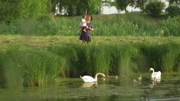Молодая мать со своей дочкой кормит лебедя и утят у пруда в зеленом парке в платьице - Семейные ценности тёплого цвета летняя сцена — стоковое видео