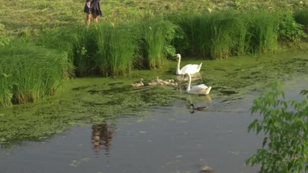 Genç anne onun bebek kız kızı ile beslenen kuğu ve noktalı elbise giyen yeşil bir park gölet küçük ördek yavruları - Aile değerleri sıcak renk yaz sahnesi — Stok video