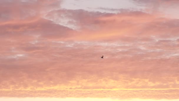 Amazing sunrise zephyr saborosas nuvens doces de cor rosa concurso na parte da manhã — Vídeo de Stock