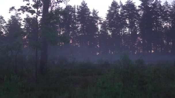 Scary spooky misty morning nature dark landscape - Foggy scenery — Stock Video