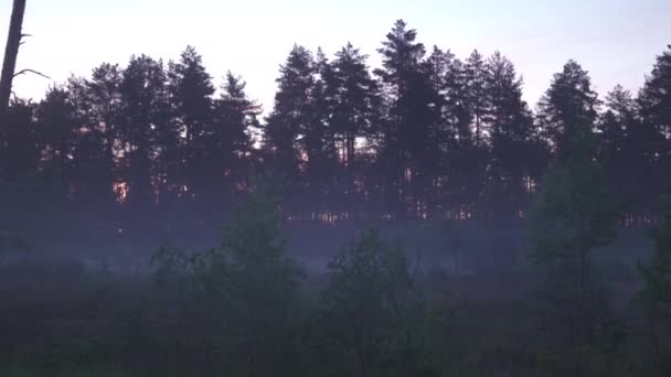 可怕的怪异的薄雾晨大自然的黑暗景观 - 雾景 — 图库视频影像