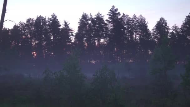 Spaventoso nebbioso mattina natura oscura paesaggio - Foggy scenario — Video Stock