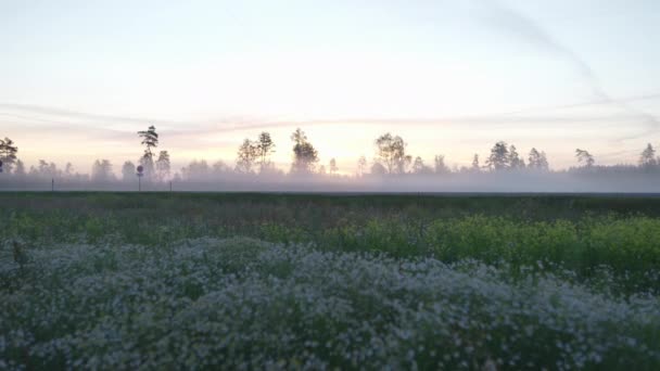 Voiture de passage : Paysage naturel brumeux et rêveur du matin - Paysage broussailleux — Video