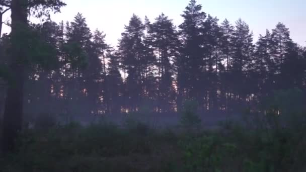 Corsa intenzionalmente traballante: Paesaggio scuro della natura spaventosa e spettrale del mattino - Paesaggio appannato — Video Stock