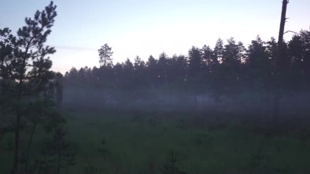 Ijesztő kísérteties Ködös reggel természet sötét táj-ködös táj — Stock videók