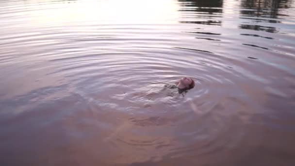 Femme rousse nageant un lac en arrière-plan reflétant le ciel rose vif et violet coucher de soleil — Video