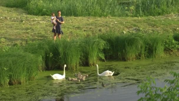 Ung mamma med sin bebis flicka dotter utfodring svan och små ankungar på en grön Park damm klädd i prickig klänning-familjens värderingar varm färg Sommarscen — Stockvideo