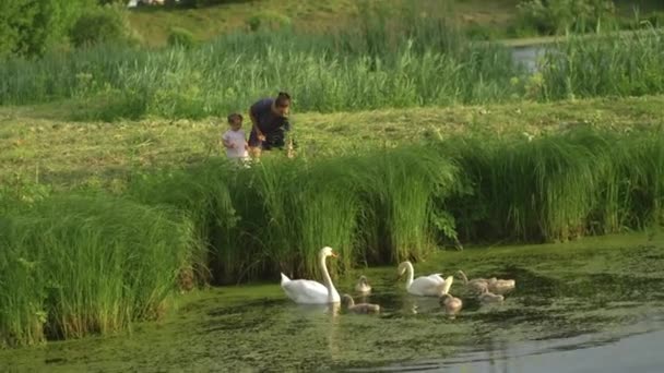 Молодая мать со своей дочкой кормит лебедя и утят у пруда в зеленом парке в платьице - Семейные ценности тёплого цвета летняя сцена — стоковое видео