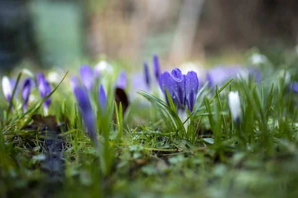 Premières Fleurs Crocus Printanières Dans Jardin Macro Photographie — Photo