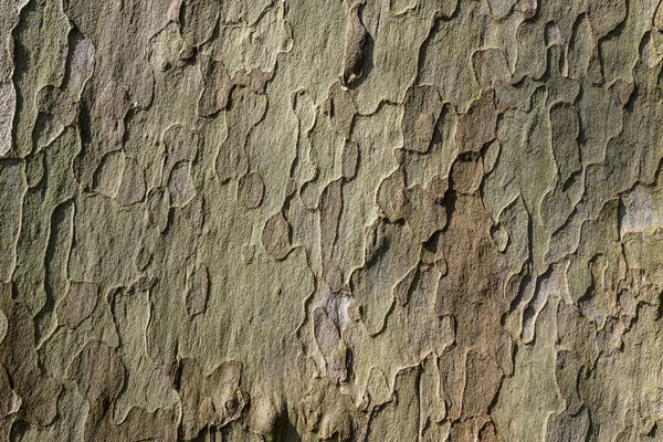 Platane Écorce Arbre Texture Vue Détaillée Écorce Arbre Texture Naturelle — Photo