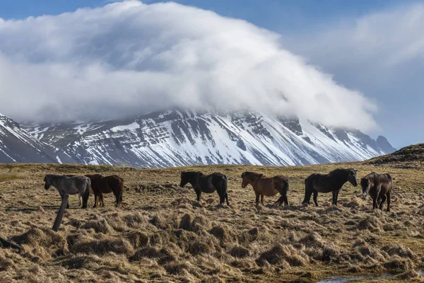 Caballos salvajes en Islandia del Sur —  Fotos de Stock