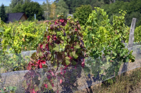 Uvas arbusto después de la cosecha en el viñedo —  Fotos de Stock