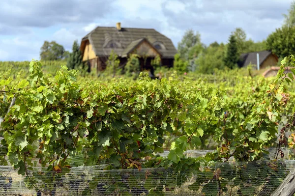 Antiguo viñedo cerca de Zielona Gora en Polonia — Foto de Stock