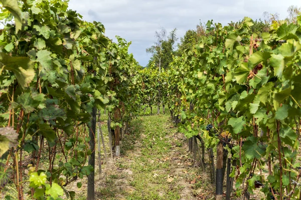 Cépages après la récolte dans le vignoble — Photo