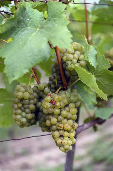 Ramo de uvas verdes listo para recoger —  Fotos de Stock