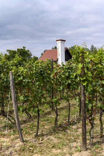 Antiguo viñedo cerca de Zielona Gora en Polonia — Foto de Stock