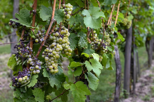 Une grappe de raisins verts prête à être cueillie — Photo