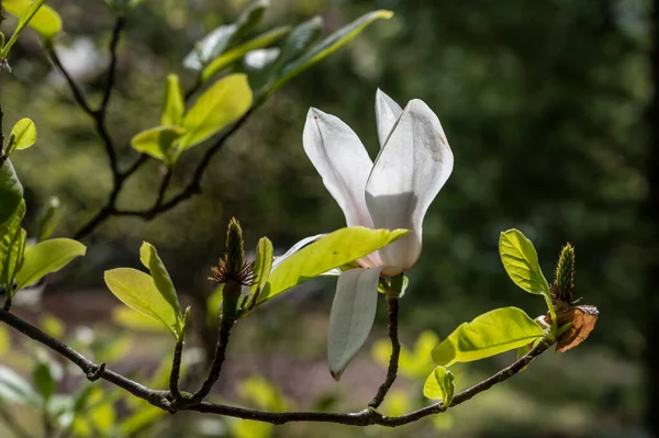 Detail Blooming White Magnolia Tree Garden — Stock Photo, Image