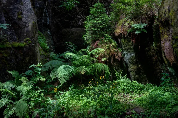 Beroemde Zandstenen Rotstorens Van Adrspach Teplice Rocks Hoge Zandstenen Torens — Stockfoto