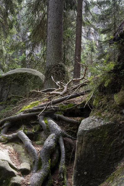 Slavné Pískovcové Skalní Věže Adršpašských Teplických Skal Vysoké Pískovcové Věže — Stock fotografie