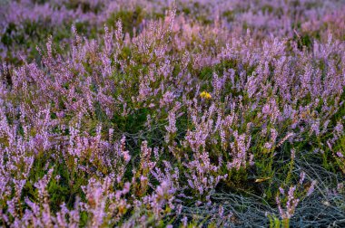 Ormandaki mor bozkır ve kum tepeleri, Orta Polonya, Avrupa