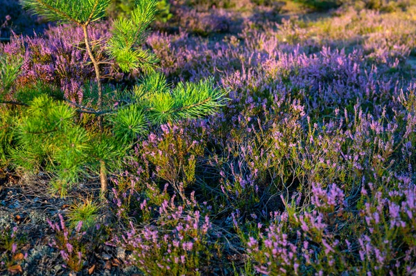 Purpurmoor Und Dünen Wald Mittelpolen Europa — Stockfoto