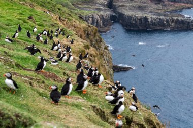 Kuzey Atlantik Okyanusu 'ndaki Faroe Adaları' nın bir parçası olan Mykines Adası 'ndaki martiniler..