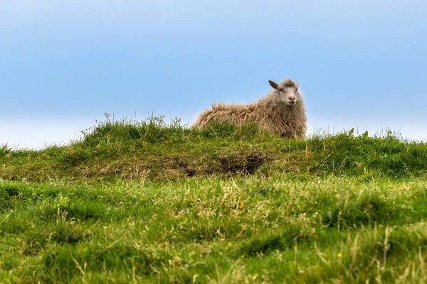 Schafe Auf Der Insel Mykines Über Einem Blauen Himmel Färöer — Stockfoto