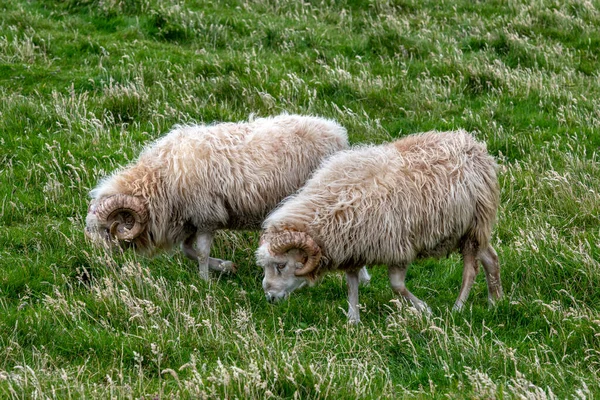 Schapen Het Eiland Mykines Faeröer Denemarken Europa — Stockfoto