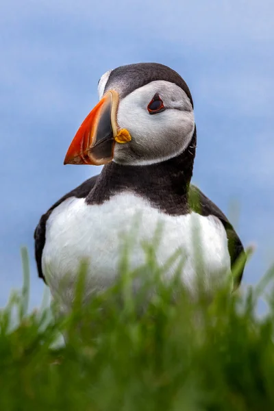 Puffin Wyspie Mykines Części Wysp Owczych Oceanie Północnoatlantyckim — Zdjęcie stockowe