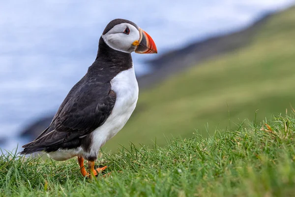 Kuzey Atlantik Okyanusu 'ndaki Faroe Adaları' nın bir parçası olan Mykines Adası 'nda martı..