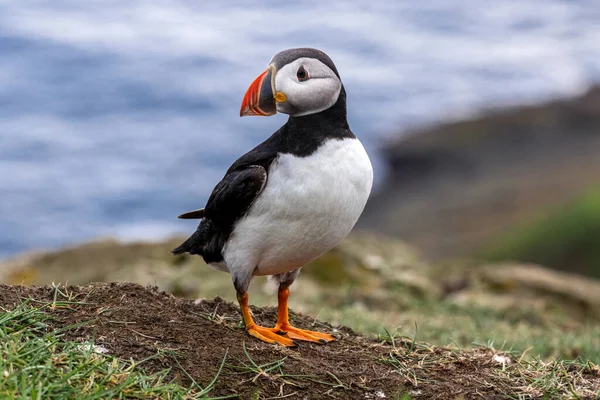 Puffin Wyspie Mykines Części Wysp Owczych Oceanie Północnoatlantyckim — Zdjęcie stockowe