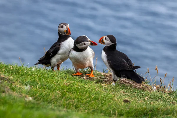 Puffiny Ostrově Mykines Části Faerských Ostrovů Severním Atlantiku — Stock fotografie