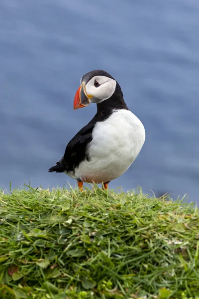 Puffin Wyspie Mykines Części Wysp Owczych Oceanie Północnoatlantyckim — Zdjęcie stockowe