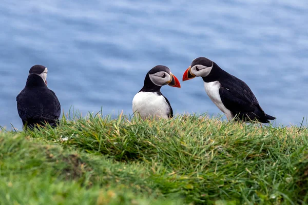 Puffins Mykines Island Een Deel Van Faeröer Eilanden Noord Atlantische — Stockfoto