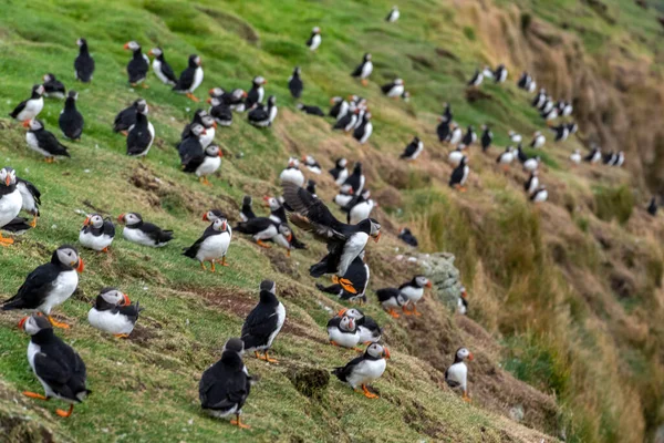 Puffins Isla Mykines Parte Las Islas Feroe Océano Atlántico Norte —  Fotos de Stock