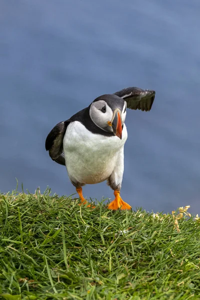 Macareux Île Mykines Une Partie Des Îles Féroé Dans Océan — Photo