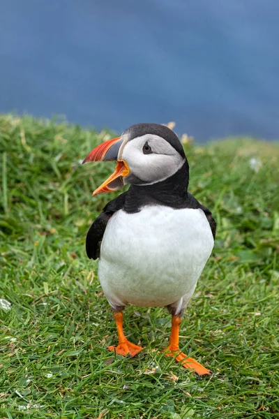 Puffin Wyspie Mykines Części Wysp Owczych Oceanie Północnoatlantyckim — Zdjęcie stockowe