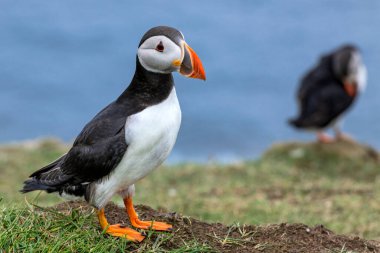 Kuzey Atlantik Okyanusu 'ndaki Faroe Adaları' nın bir parçası olan Mykines Adası 'ndaki martiniler..