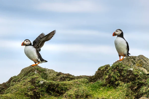 Puffiny Wyspie Mykines Części Wysp Owczych Oceanie Północnoatlantyckim — Zdjęcie stockowe