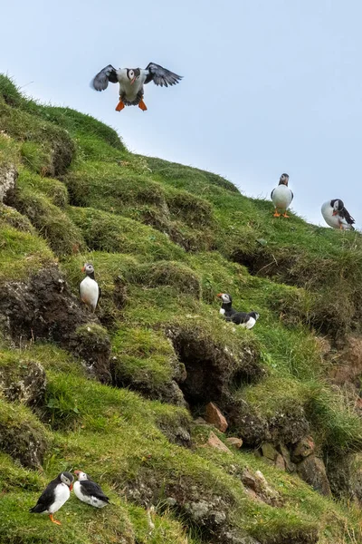 Puffins Mykines Island Part Faroe Islands North Atlantic Ocean — Stock Photo, Image