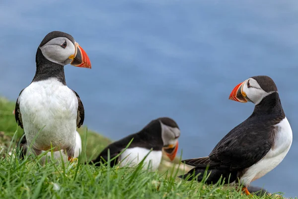 Puffiny Wyspie Mykines Części Wysp Owczych Oceanie Północnoatlantyckim — Zdjęcie stockowe