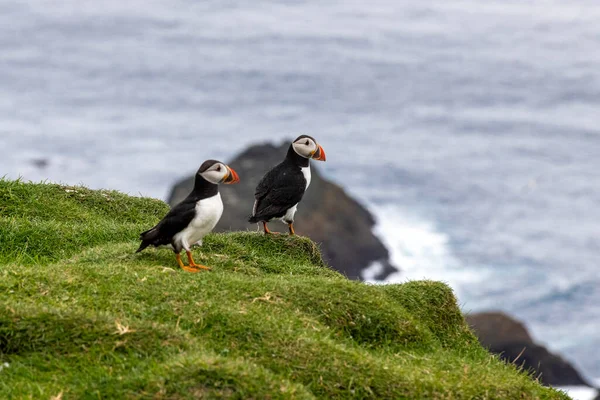 Puffins Mykines Island Een Deel Van Faeröer Eilanden Noord Atlantische — Stockfoto